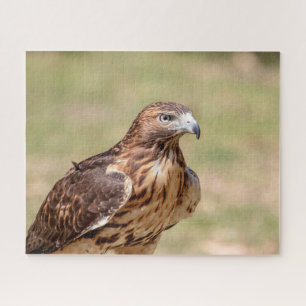 Rode hawk in de Hudson-vallei Legpuzzel