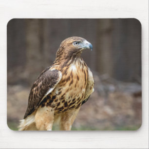 Rode hawk in de Hudson-vallei Muismat