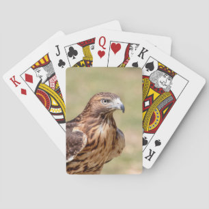 Rode hawk in de Hudson-vallei Pokerkaarten