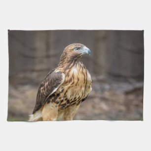 Rode hawk in de Hudson-vallei Theedoek