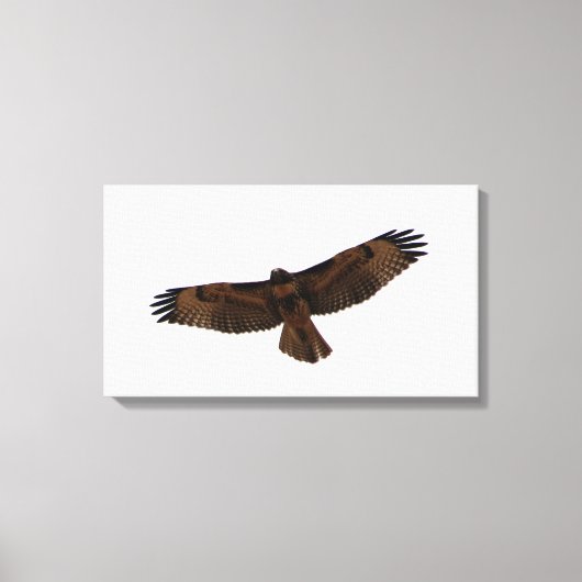 Rode Hawk in vlucht, Humboldt County, CA Canvas Afdruk (Voorkant)