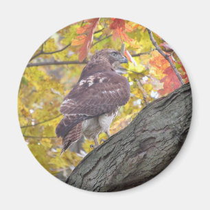 Rode Hawk magnet Magneet