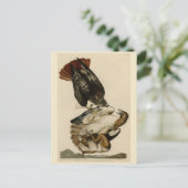 Rode Hawk uit de Amerikaanse vogels van Audubon Briefkaart (Staand voorkant)
