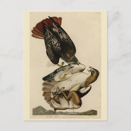 Rode Hawk uit de Amerikaanse vogels van Audubon Briefkaart (Voorkant)