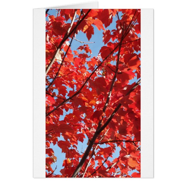 Rode Herfst (Voorkant)