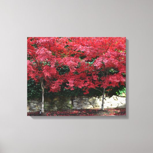Rode herfst bomen canvas Print (Voorkant)
