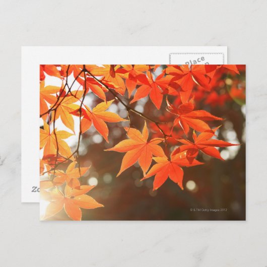 Rode herfstappelbladeren briefkaart (Voorkant / Achterkant)