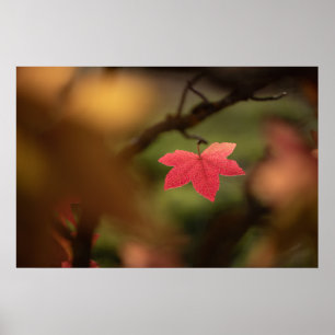 Rode herfstblad natuurfoto poster