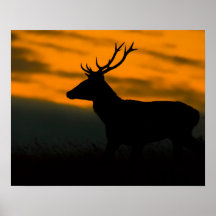 Rode hertenbok silhouet bij zonsondergang natuurfo