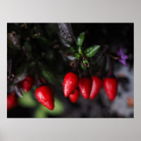 Rode hete Garden Salsa Chili Peppers.
