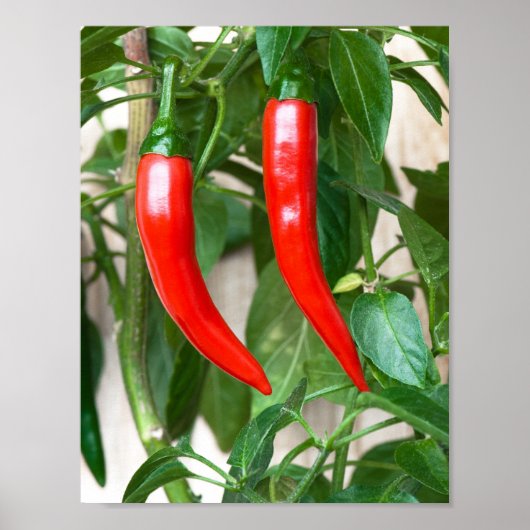 Rode hete peper poster (Voorkant)