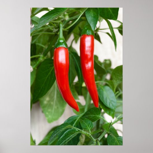 Rode hete peper poster (Voorkant)