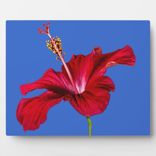 Rode Hibiscus Bloem Zijaanzicht Fotoplaat (Voorkant)