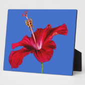 Rode Hibiscus Bloem Zijaanzicht Fotoplaat (Zijkant)