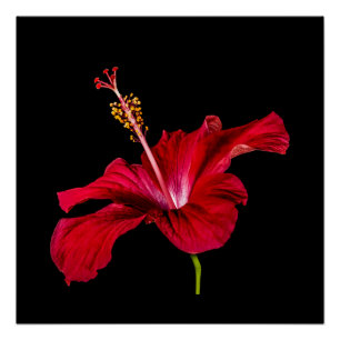 Rode Hibiscus Bloem Zijaanzicht Waarde Perfect Poster