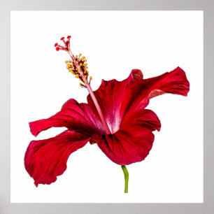 Rode Hibiscus Bloem Zijaanzicht Witte Achtergrond Poster