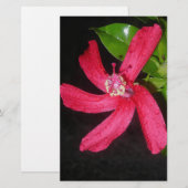 rode hibiscus briefpapier (Voorkant / Achterkant)