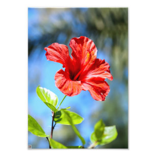 Rode Hibiscus Foto Afdruk
