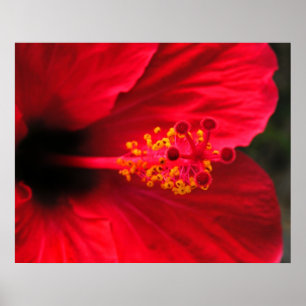 Rode Hibiscus Poster