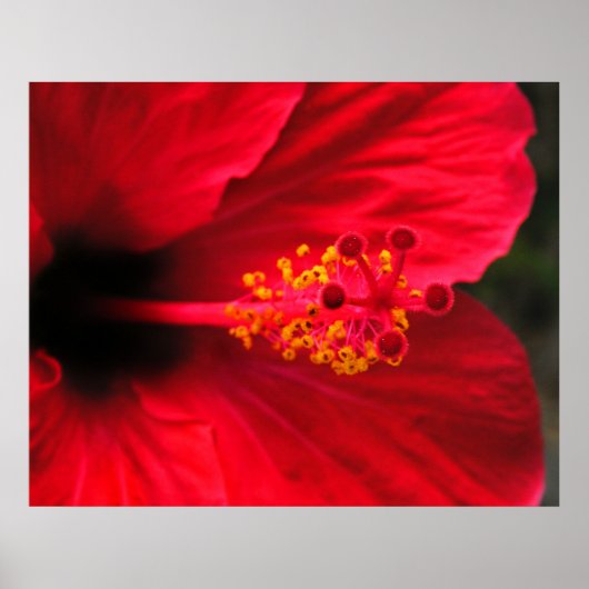 Rode Hibiscus Poster (Voorkant)