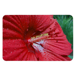 Rode Hibiscus-ventilator met regendruppels foto Magneet