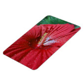 Rode Hibiscusbloem met regendruppels Foto Magneet (Linkerzijde)