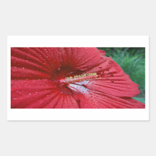 Rode Hibiscusbloem met regendruppels Foto Rechthoekige Sticker