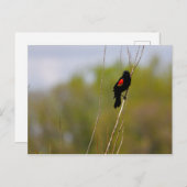 Rode hond briefkaart (Voorkant / Achterkant)