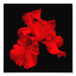 Rode Hot Bearded Iris Flower Art 8x8 Foto Afdruk
