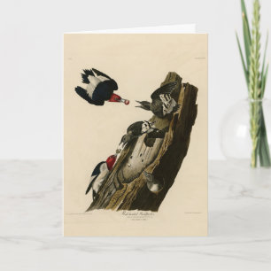 Rode houpecker - Amerikaanse vogelvogels van Audub Kaart