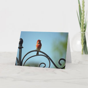 Rode Huis Wren Verjaardag Groeten Kaart
