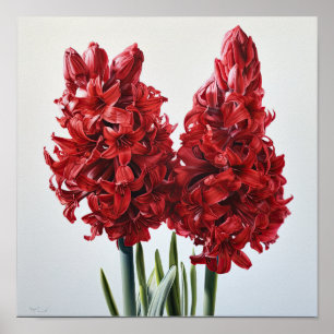 Rode Hyacint Bloemenkunst Print Poster