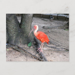 Rode Ibis Natuur Vogel Fotografie Wilde Dieren Briefkaart