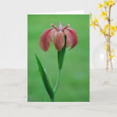 Rode inheemse Louisiana Iris Kaart (Gele Bloem)