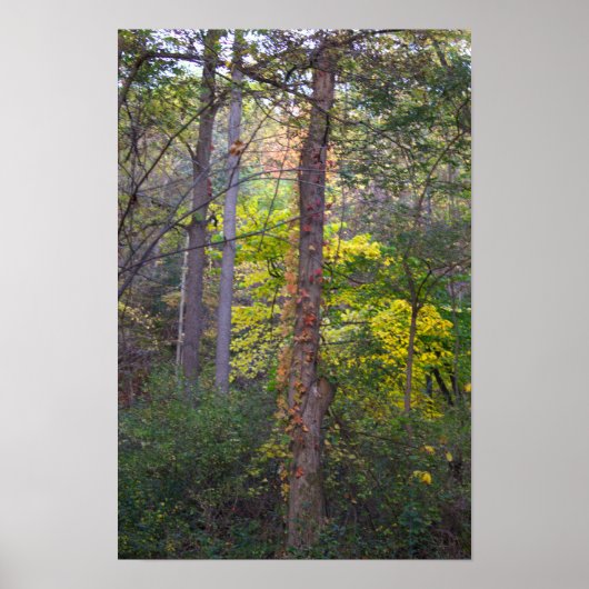 Rode Ivy op Tree Poster (Voorkant)