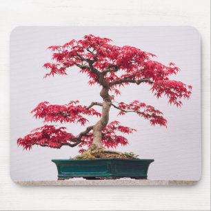 Rode Japanse Esdoorn Bonsai Boom Muismat