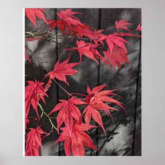 Rode Japanse Esdoornbladschaduwen Poster (Voorkant)
