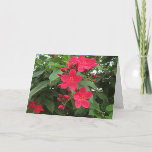 Rode Jatropha Bloemen Kaart