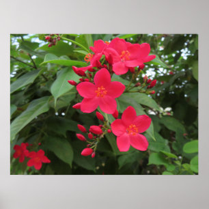Rode Jatropha Bloemen Poster