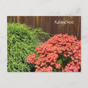 Rode Kalanchoe Bloemen Briefkaart