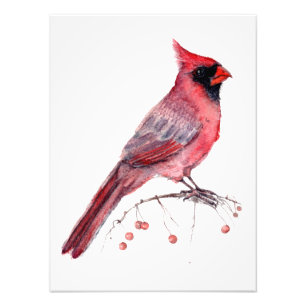 Rode kardinaal Bird Foto Afdruk