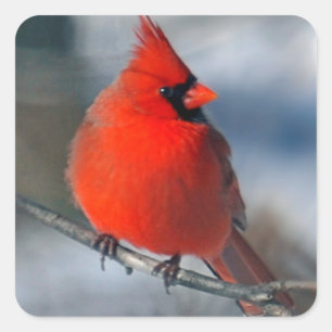 Rode kardinaal Bird Vierkante Sticker