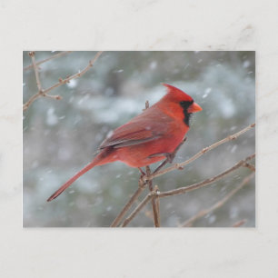 Rode kardinaal in de sneeuw briefkaart