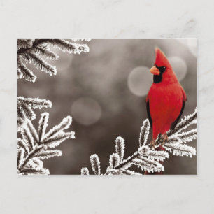 Rode kardinaal in de winter briefkaart