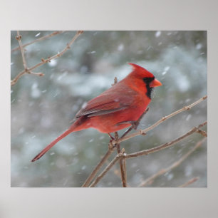 Rode kardinaal in de winter poster