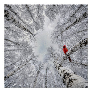 Rode Kardinaal In een Winterse Witte Berkenbos Perfect Poster