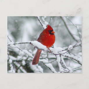 Rode kardinaal in het sneeuwBriefkaart Briefkaart