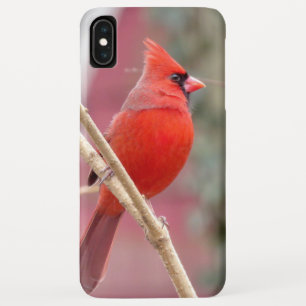 Rode Kardinaal iPhone Case