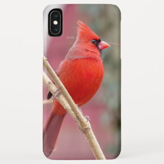 Rode Kardinaal iPhone Case (Achterkant)