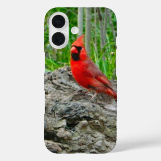 Rode Kardinaal iPhone Case